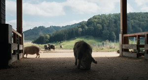 When Pigs Fly